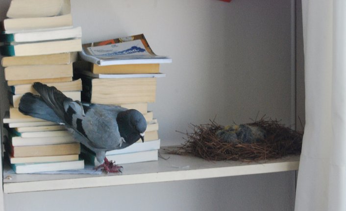 Öğrencilerin kitaplığında davetsiz misafir... Yuvasını kitaplığa yaptı