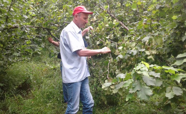 Fındıkta rekolte çalışması tamamlandı
