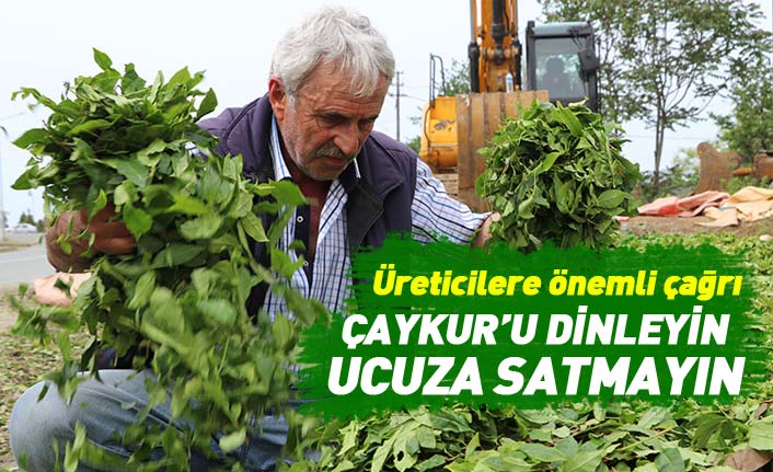 Çay üreticilerine önemli çağrı: Çayınızı ucuza satmayın