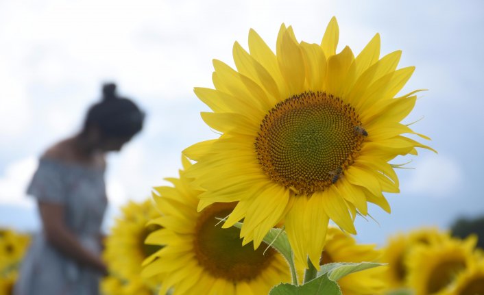 'Trakya'nın sarı gelini' çiçeklerini açtı