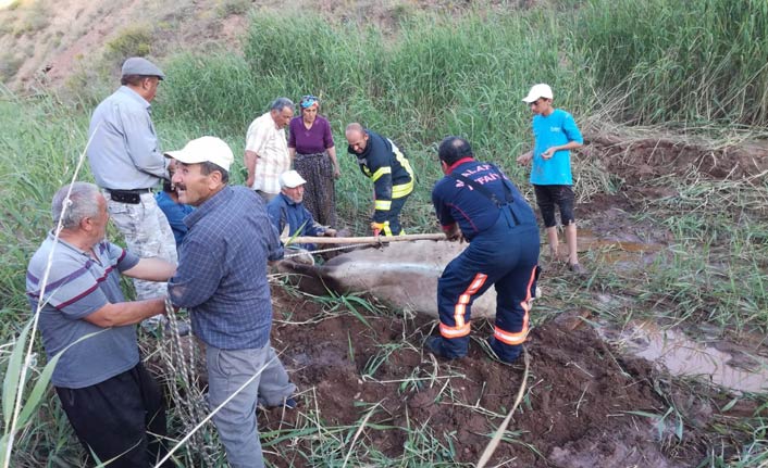 Çamura saplanan inekleri itfaiye kurtardı