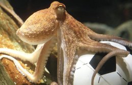 Japonya Dünya Kupası'ndan elenince kahini yediler