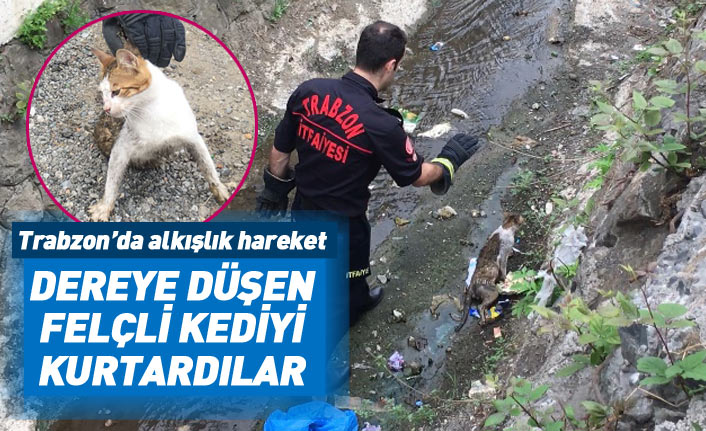 Trabzon'da felçli kediyi dereden kurtardılar