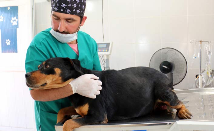 Doğum yapamayan sokak köpeğinin imdadına koştular, 13 can kurtuldu