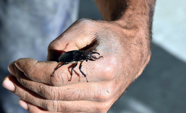 Sivas'ta ilk kez 'geyik böceği' bulundu