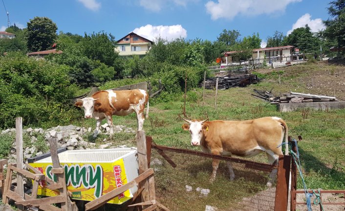 Gölcük'te şarbon karantinası
