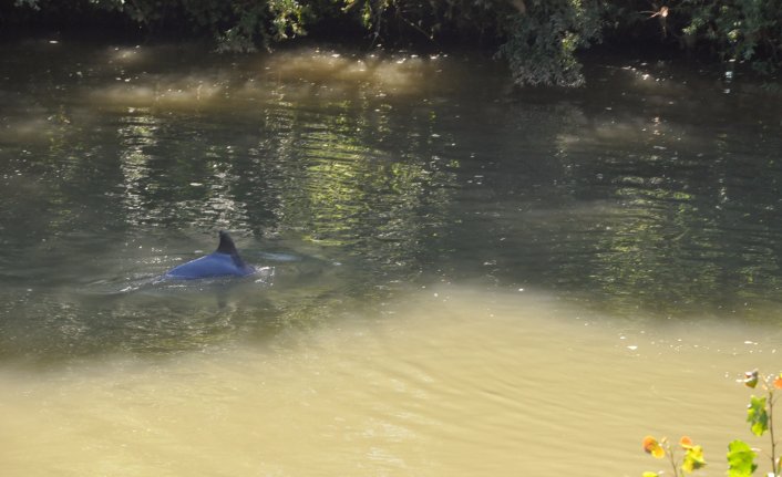 Bartın Irmağı'na giren yunus kayboldu