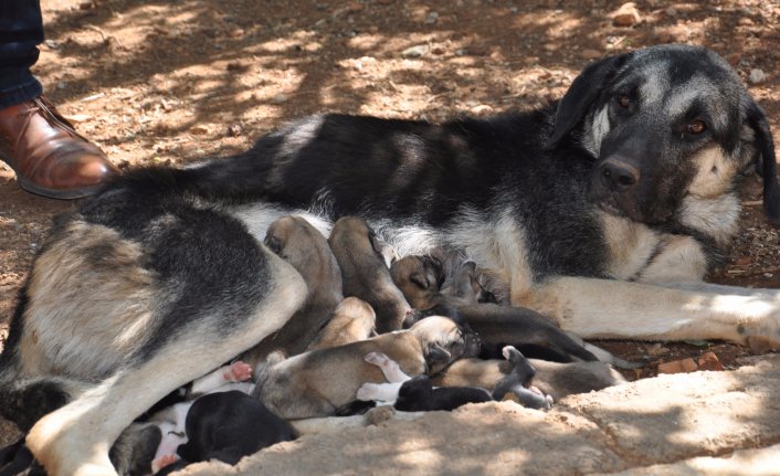 'Karakız' tek batında 13 yavru doğurdu