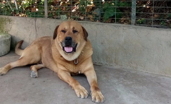 Adnan Oktar’ın kedicikleri gitti, villanın önündeki köpek kaldı 