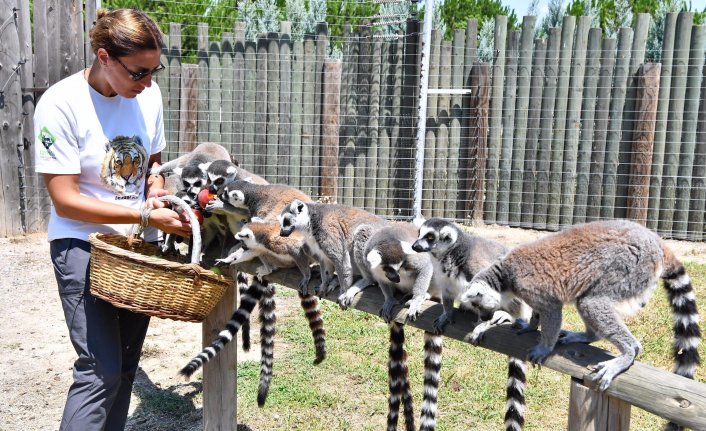 Lemurlar organik besleniyor