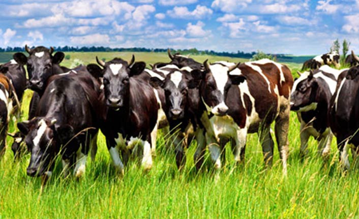 Trabzon’da büyükbaş hayvan sayısında artış