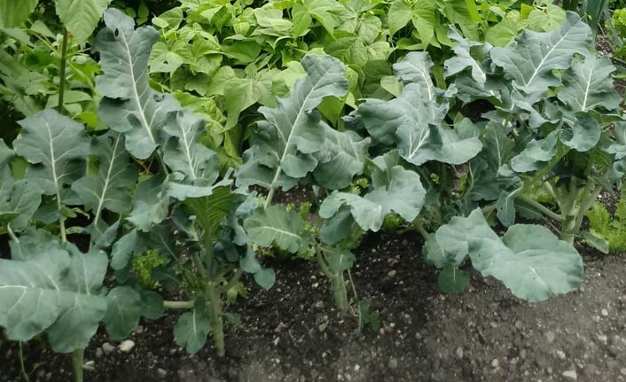 Bu lahana bahçesi bakın nerede?