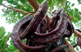 Bu bitkiler isimlerini hayvanlardan alıyor