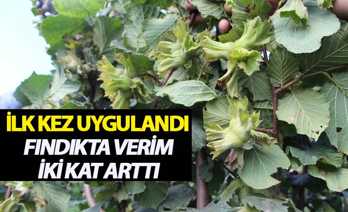 İlk kez uygulandı - Fındıkta verim iki kat arttı