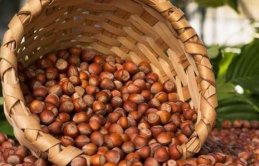 FİSKOBİRLİK üreticinin elindeki tüm fındığa talip