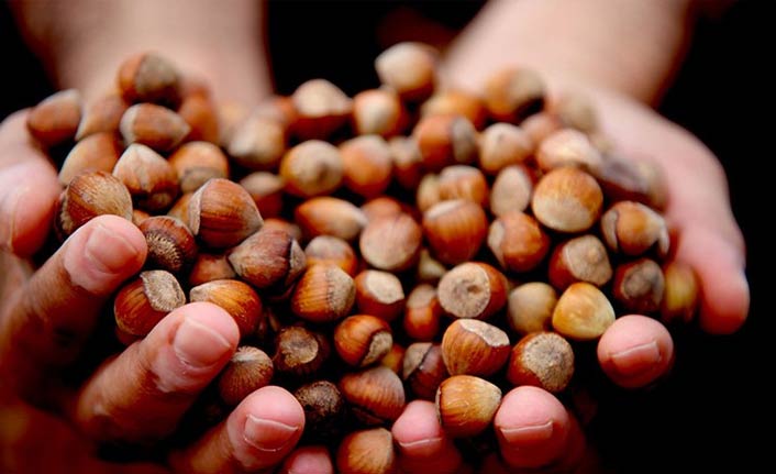 Fındıkta hasat ve harman dönemi uyarısı.