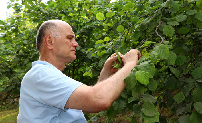 Fındık fiyatı ne kadar olacak? Önemli isimden açıklama...