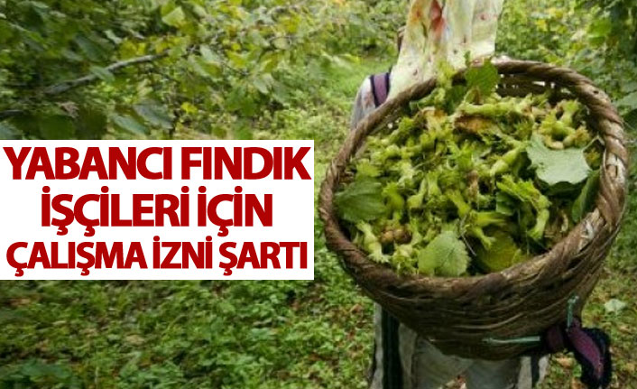 Yabancı fındık işçileri için çalışma izni şartı