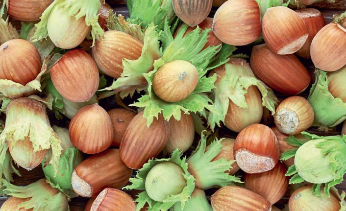 Giresun'da 2018 fındık hasat tarihleri belirlendi