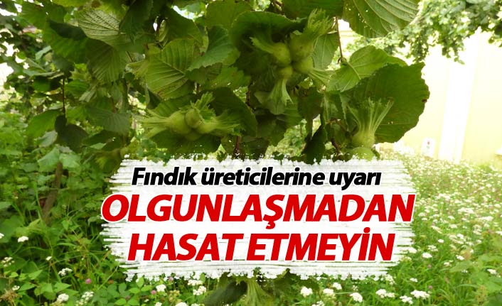 Üreticilere uyarı: Fındıkta hasat zamanına dikkat edin