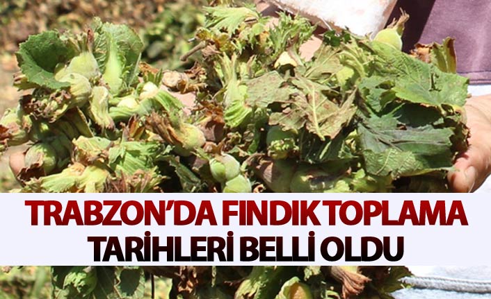 Trabzon'da fındık toplama tarihleri belli oldu