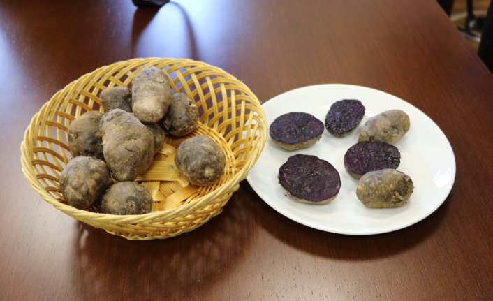 Türkiye'de ilk kez mor patates üretildi