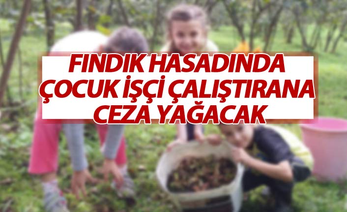 Fındık hasadında çocuk işçi çalıştırana ceza kesilecek