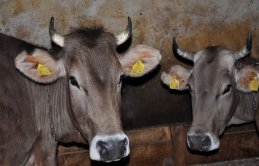 Giresun'da besi hayvanları küpelendi