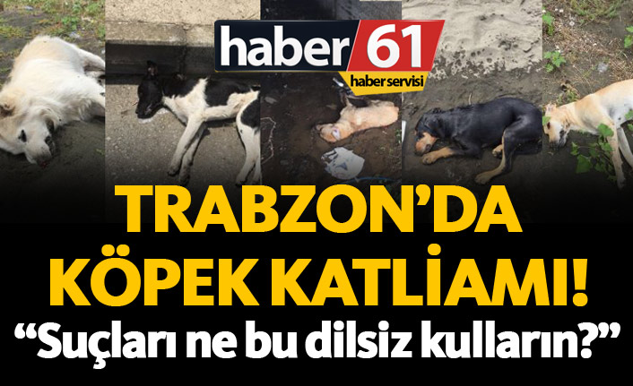 Trabzon'da köpek katliamı! Köpekleri zehirlediler...