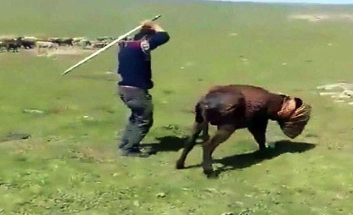 Eşeklere işkence yapan şahıs yakalandı!
