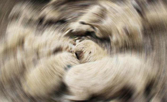 Kamyonetin çarptığı 70 koyun telef oldu