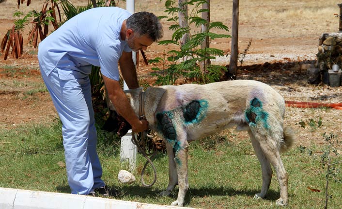Otomobilin arkasına bağlanan köpek bakıma alındı