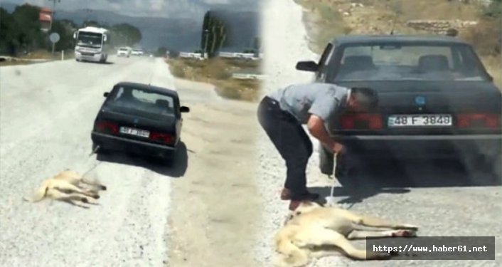 İşkence gören köpeğin sahibi ortaya çıktı