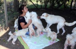 Sokak hayvanları için dağ evine taşındı