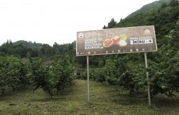 Örnek bahçede fındık hasadı