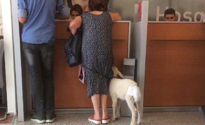 İlginç görüntü! Bankaya kuzu ile geldi