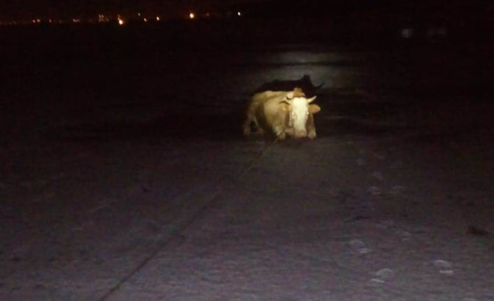 1 saatlik çabanın sonunda kurtarıldı!