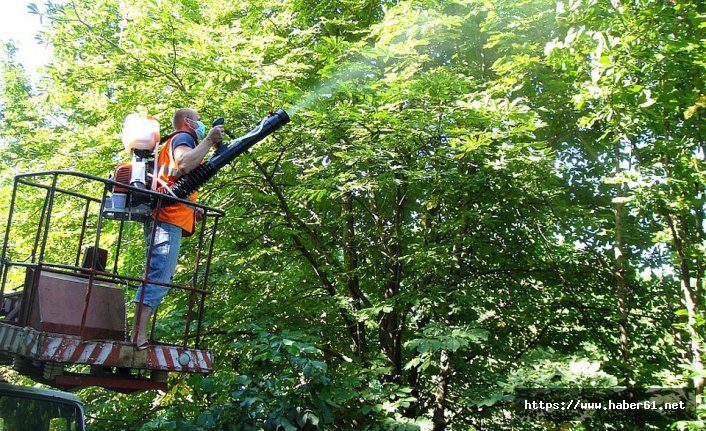 Trabzon ve Rize'den sonra Rusya'nın başına bela oldular