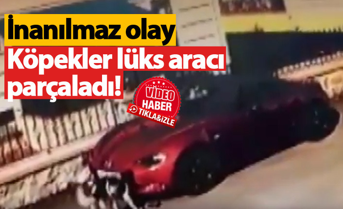 Köpekler lüks aracı parçaladı