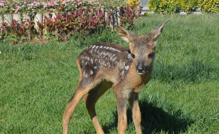 Yavru karacalara İstanbul’da bakılacak