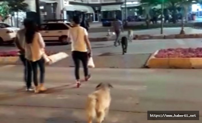 Vatandaş kırmızıda geçti sokak köpekleri yeşili bekledi