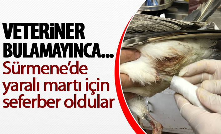 Trabzon'da yaralı bulunan martıyı onlar iyileştirdi