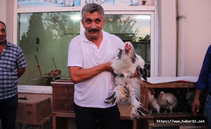 Bu tavuklar kuzu fiyatına satılıyor