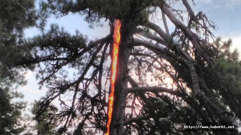 Ağacın içinde şok eden görüntü