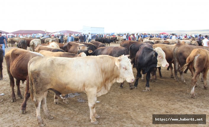 Bir dana alana diğeri hediye