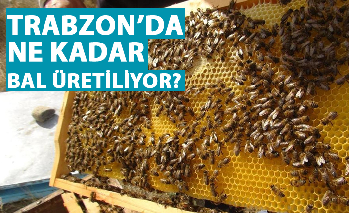 Türkiye’nin bal üretimi arttı: Ordu zirvede, Trabzon yükselişte