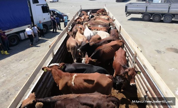 Trabzon'da genç çiftçilere sığırları teslim edildi