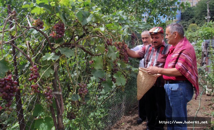 Giresunlu muhtardan örnek bahçe