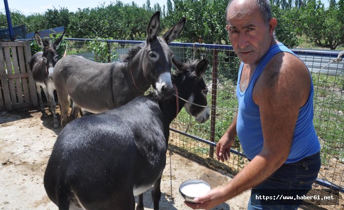 Kanser hastalarına ücretsiz eşşek sütü
