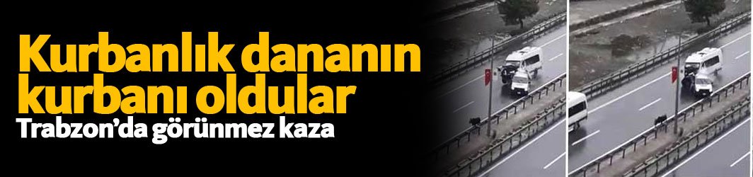 Trabzon'da kaçan kurbanlık dana kazaya sebep oldu